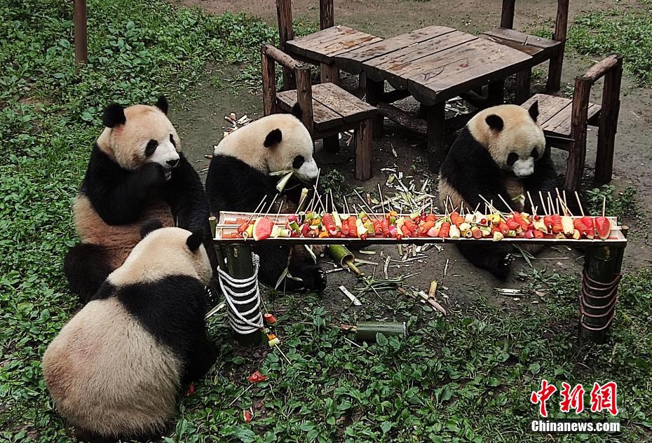 重慶動物園で、6月1日「国際子供の日」を祝うバーベキューを味わうパンダ（写真提供?重慶動物園）。