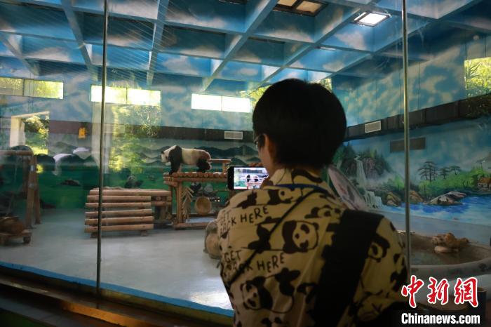 スマホでパンダを撮影するパンダがデザインされたシャツを着た日本の若者（撮影?林馨）。